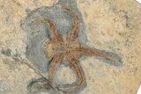Detailed Ordovician Fossil Starfish With Brittle Star - Morocco #271328-2